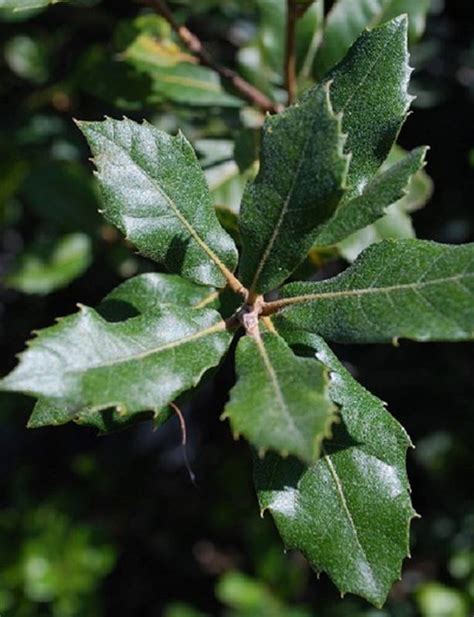 Chêne vert - arbuste persistant de 80 à 100 cm Jardin & pot