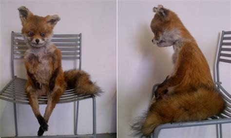Meet Stoned Fox The Badly Stuffed Creature Reborn As A Russian Internet Celebrity Daily Mail