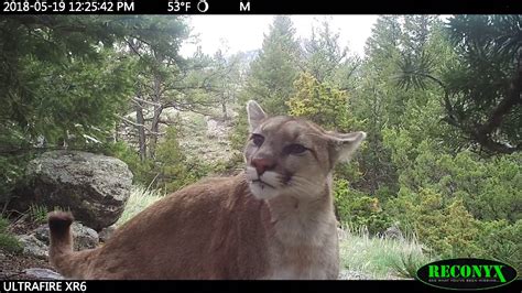 Trail Camera Mountain Lion Inspecting Camera Youtube