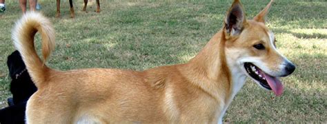 Carolina Dog Breed Guide Learn About The Carolina Dog