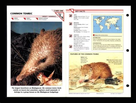 Common Tenrec Wildlife Fact File Mammal Animal Card Home School Study 1