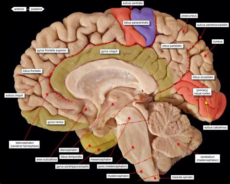 Brain Midsagittal View Labels Neurowetenschappen Anatomie Craniale Zenuwen