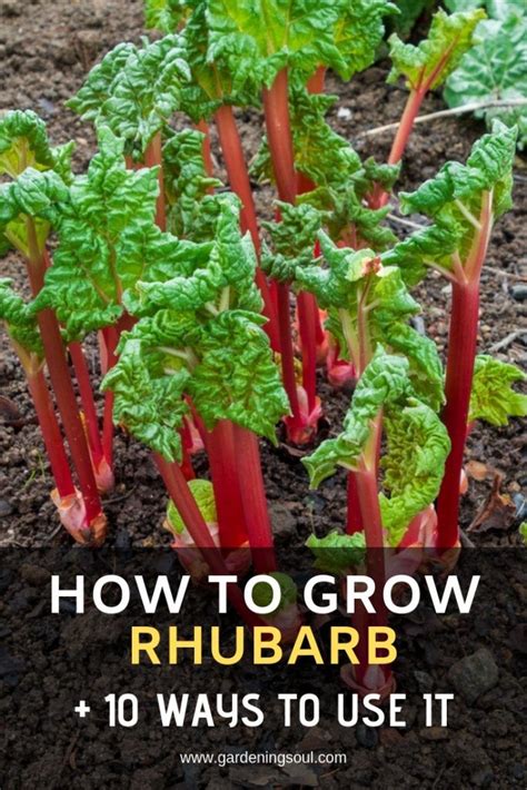How To Grow Rhubarb 10 Ways To Use It Growing Rhubarb Rhubarb