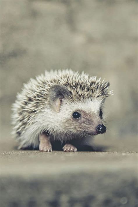 The Nicest Pictures: hedgehog