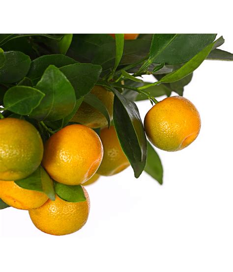 Calamondin Orange D39appartement Tous Les Fruits