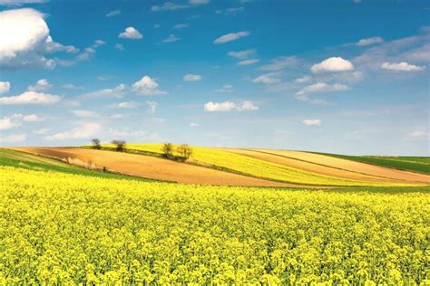 We have 2 7/9 sections of farmland, each 2 1/5 acres large. How Big Is One Acre of Land? (Visual Examples for Comparison)