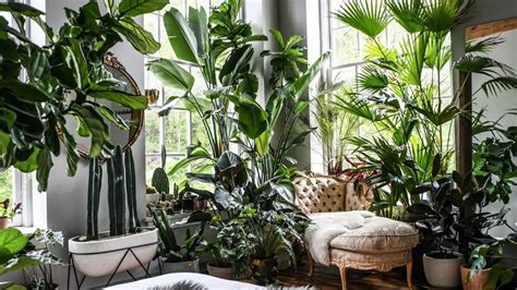 5 φυτά εσωτερικού χώρου που θα διώξουν τη μούχλα από το σπίτι σας