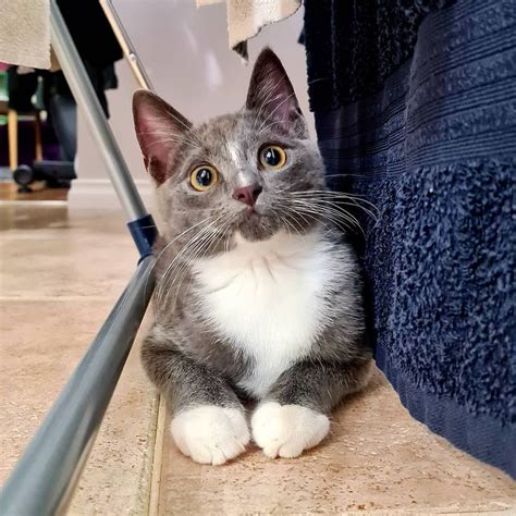 Stay updated about russian blue cat kittens for sale. aww.. I'm sorry. Am I too cute? 😸 in 2020 | Russian blue ...