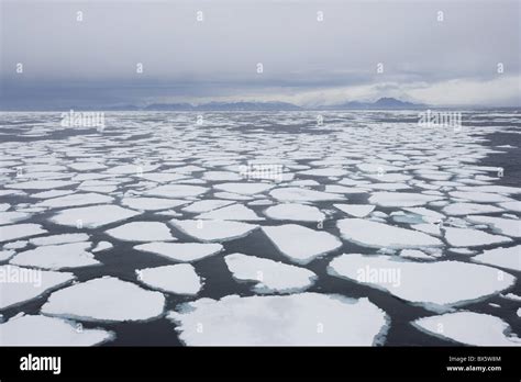 Ice Floe Drift Ice Greenland Arctic Polar Regions Stock Photo Alamy