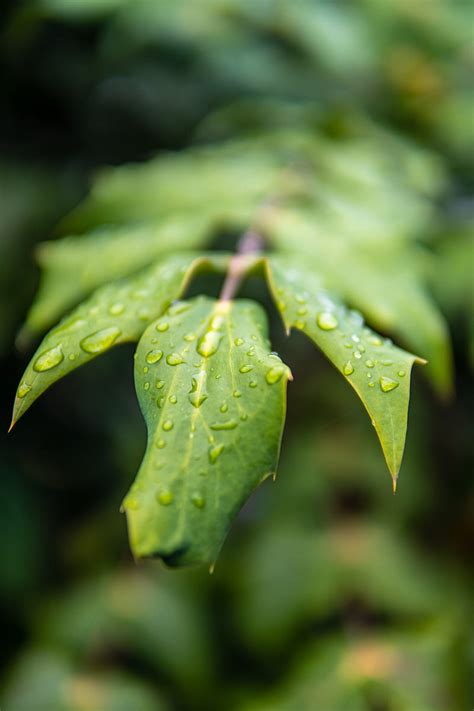 Water Droplets On Green Leaf Hd Phone Wallpaper Peakpx