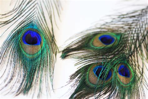 Peacock Feather Wallpapers Wallpaper Cave