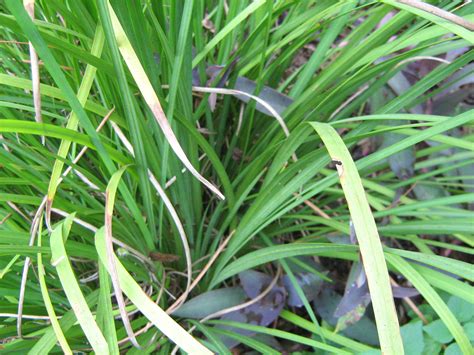 Help Me Identify This Plant Flower Iris Growing Grass Garden