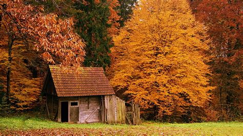 Brown Wooden Shed Fall House Leaves Nature Hd Wallpaper