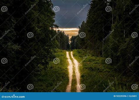 Dirt Road Through Dense Pine Forest At Sunset Stock Photo Image Of