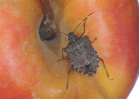 Report Sightings Of Brown Marmorated Stink Bugs Mississippi State