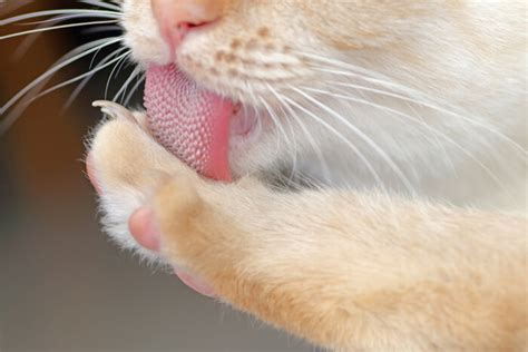 10 Little Known Facts About Your Cats Tongue