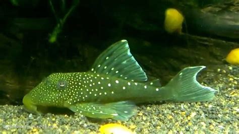 Green Phantom Pleco L200 Med Plecostomus Fish Pet Fish