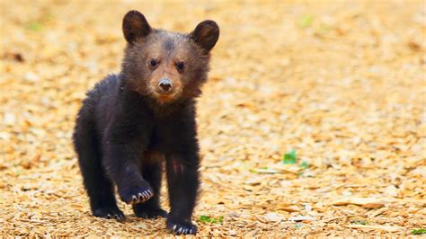 14 Pictures Of The Cutest Bear Cubs Youll Ever See Peta