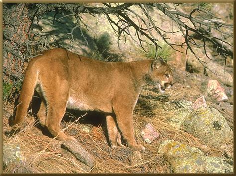 Cougar Puma Concolor 퓨마쿠거 On Slope Display Full Image
