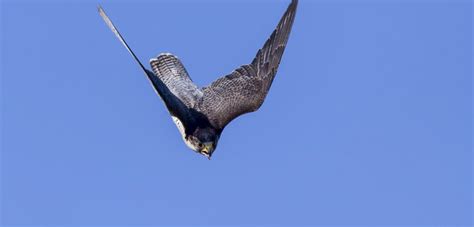 Choose a temperature scenario below to see which threats will affect this species as warming increases. Extremely fast dives help peregrine falcons manoeuvre to ...