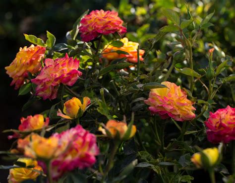 Rainbow Sunblaze Star Roses And Plants