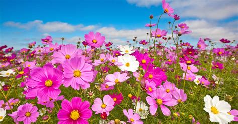 25 Of The Best Cosmos Flower Cultivars Make House Cool
