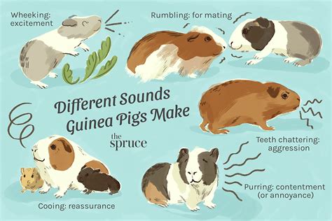 How To Decipher Guinea Pig Sounds And Body Language