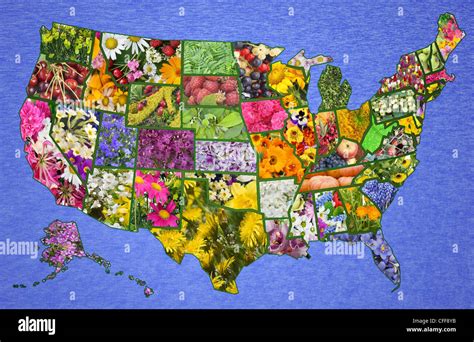 Usa American High Resolution Map From Flowers And Plants Great Green