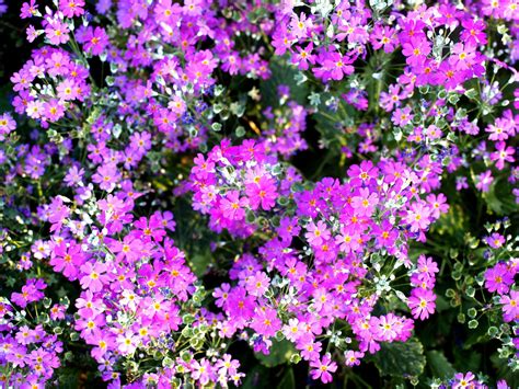 Flower Garden Free Stock Photo Public Domain Pictures