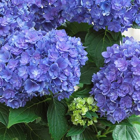 The search of places to buy flowers near me could take one to miles. Buy Hydrangea You and Me Together Blue | J Parkers ...
