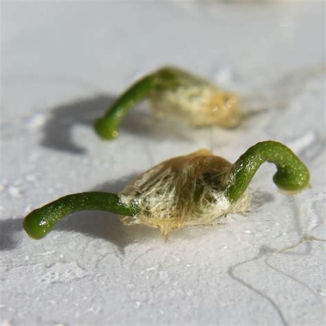 Cover stories (111:03): The mysterious process of Mistletoe germination