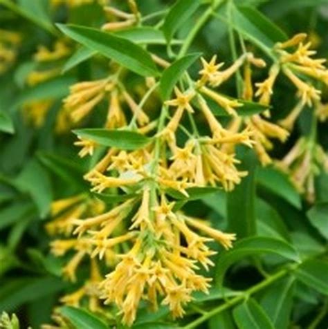 Night blooming jasmine (cestrum nocturnum) is one of the strongest, most delectable flower scents you will ever smell, and once you encounter its aroma, you'll have a hard time letting go! Night Blooming Jasmine