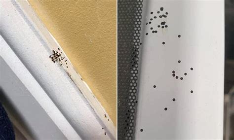 Terrifying Truth Behind Tiny Black Dots That Pop Up On Your Ceiling And