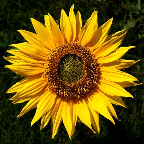 Filesunflower Helianthus 1 Editedpng Wikimedia Commons