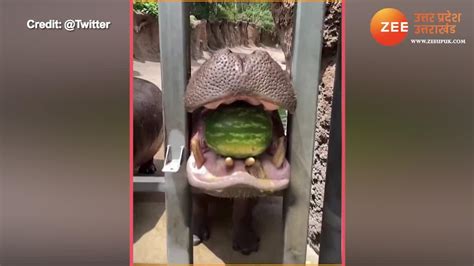 Its Cute Video Hippo Crushing A Watermelon In Just One Bite Easily