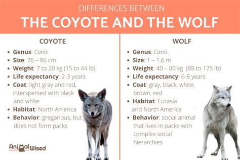 Differences Between Coyote and Wolf - Appearance, Behavior, Diet, and
