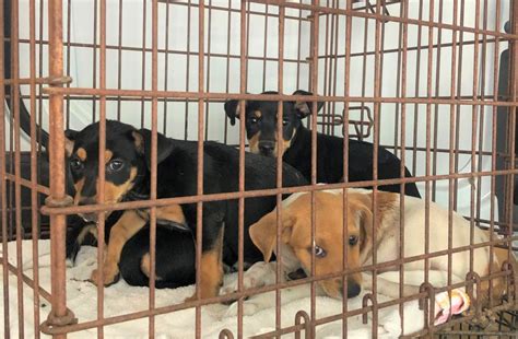 Maybe you would like to learn more about one of these? YOUR Humane Society SPCA scrambles to rescue 17 dogs and puppies in crisis - Villages-News.com