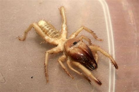 Camel Spider Bite Facts And Information Animal Bliss