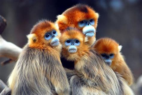 Types Of Monkeys And Their Funny Pictures - Pets - Nigeria