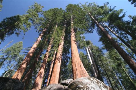 Korang tau tak yang hutan di malaysia berumur lebih 130 juta tahun, lagi tua daripada hutan amazon! 7 Pokok Tertinggi di Dunia, Salah Satunya Berada di ...