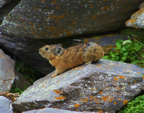 Ochotona Alpina алтайская пищуха Alpine Pika Wikipedia Baby