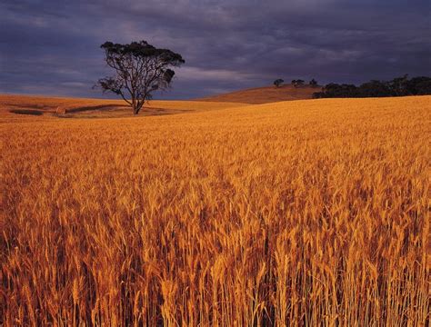Tag @australia, #seeaustralia or #holidayherethisyear to give us permission to repost 🐨🇦🇺 seeau.st/insta. One Kiwi's secrets to growing record wheat - AGCanada.com ...