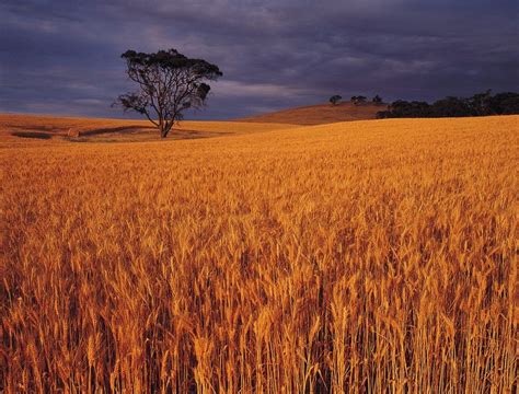 Who's next, are you eligible and how to book an appointment. One Kiwi's secrets to growing record wheat - AGCanada.com ...