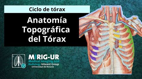Anatomía Topográfica Del Tórax Mirig Ur Youtube