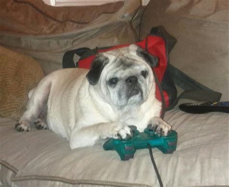 Oh You Know Chillin Playin Some Video Games Pugs Funny Jokes