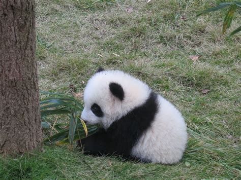 ここにしゃしゃをかくしゅの。ひみちゅ。 Funny Panda Pictures Panda Funny Cute Panda
