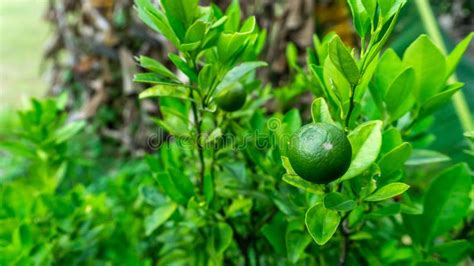 Calamansi Also Known As Calamondin Or Philippine Lime On A Tree Plant