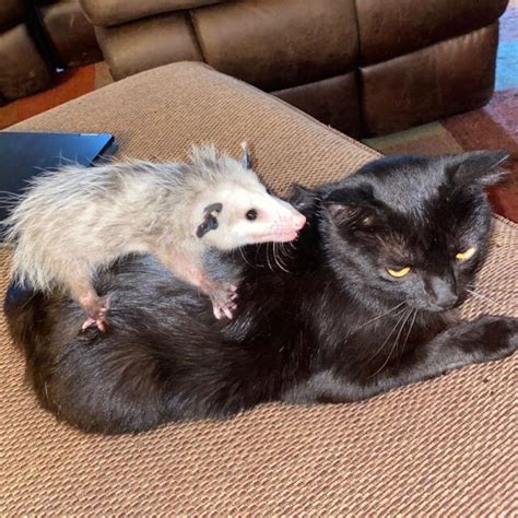 Expressive Cat Does Not Want To Share His Dinner With An Opossum