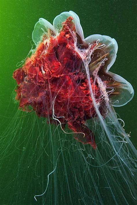 Incredible Photographs Of Jellyfish By Alexander Semenov