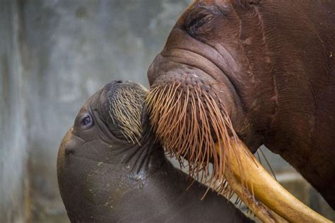 From wikipedia, the free encyclopedia. Check Out Those Cute Little Whiskers: First Baby Walrus ...